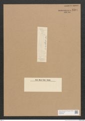 Diatomeae indet. Zeichnungen Sammlung Grunow Nr. 2594 (NHMW-BOT-W0369786)